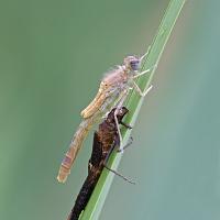 Newly Emerged Damselfly 1 